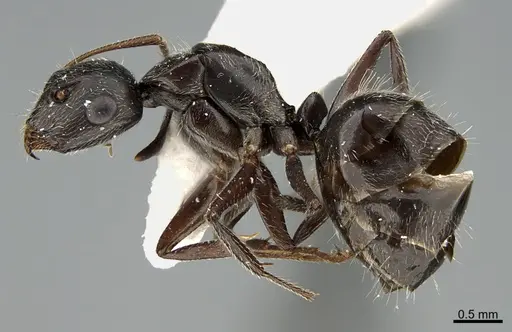Camponotus declivus - ANTWEB1041563