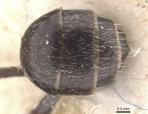 Camponotus declivus - CASENT0911681