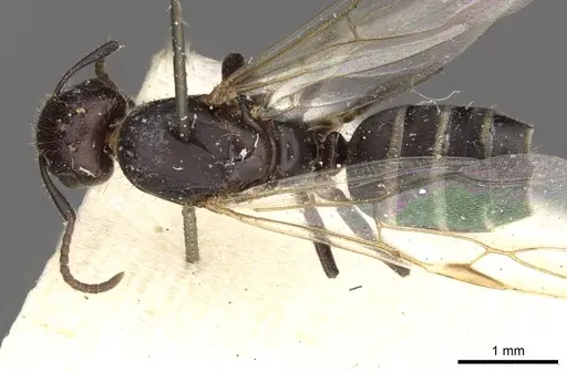 Camponotus dedalus specimen
