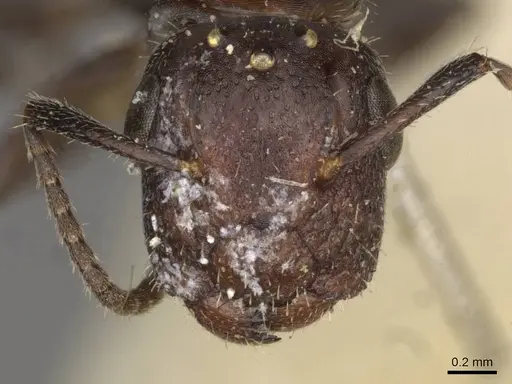 Camponotus dedalus specimen