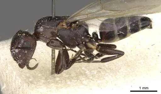 Camponotus dedalus specimen