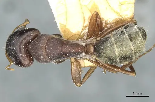 Camponotus deletangi specimen