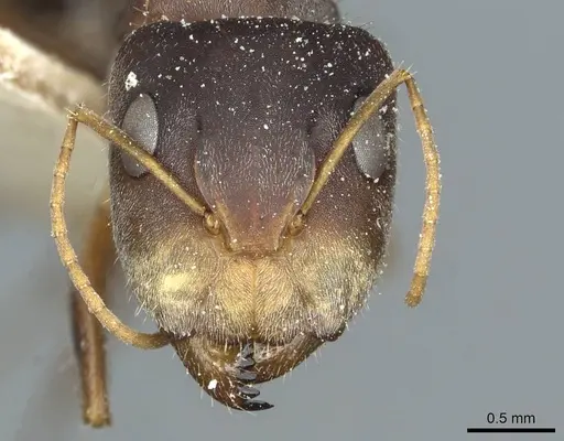 Camponotus deletangi specimen