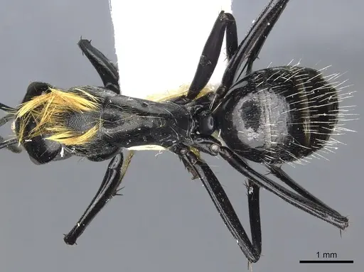 Camponotus densopilus specimen