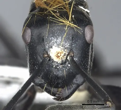 Camponotus densopilus specimen
