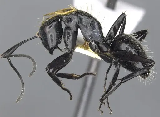 Camponotus densopilus specimen