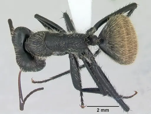 Camponotus depressus specimen
