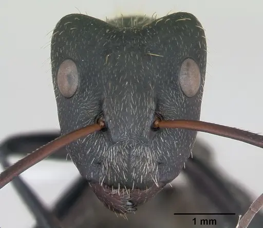 Camponotus depressus specimen