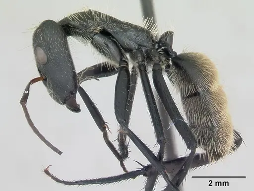 Camponotus depressus specimen