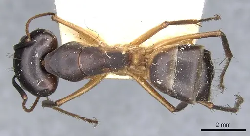 Camponotus desantii specimen