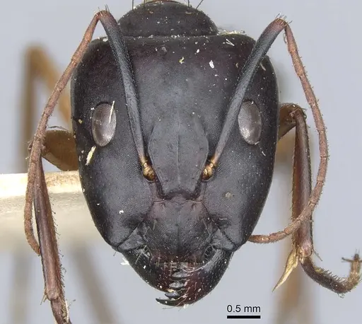Camponotus desantii specimen