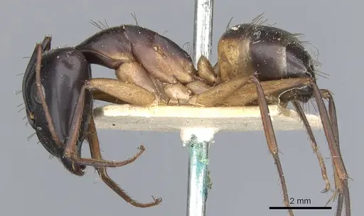 Camponotus desantii specimen