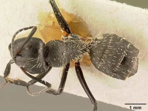 Camponotus descarpentriesi specimen