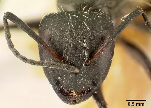 Camponotus descarpentriesi specimen