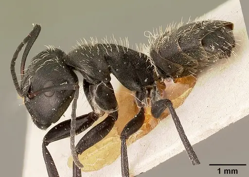 Camponotus descarpentriesi specimen