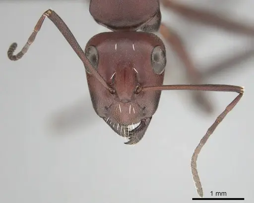 Camponotus detritus specimen