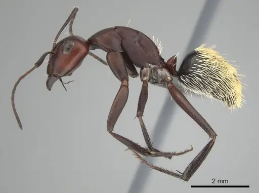 Camponotus detritus - CASENT0813048