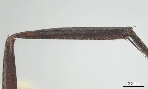 Camponotus detritus - CASENT0813048