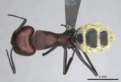 Camponotus detritus - CASENT0813049