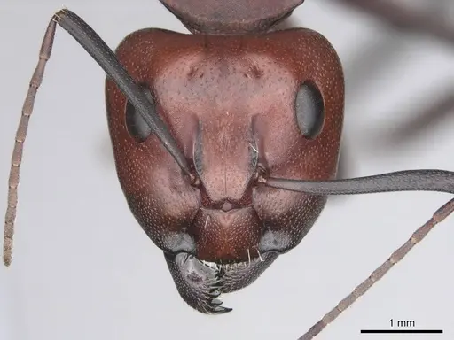 Camponotus detritus - CASENT0813049