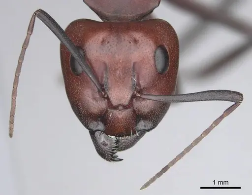 Camponotus detritus - CASENT0813049