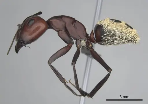 Camponotus detritus - CASENT0813049