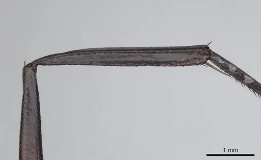 Camponotus detritus - CASENT0813049