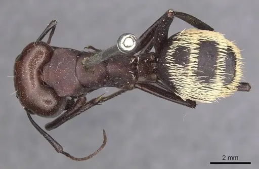 Camponotus detritus - CASENT0905419