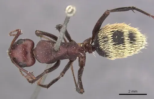 Camponotus detritus - CASENT0905420