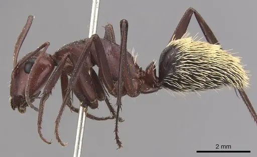 Camponotus detritus - CASENT0905420