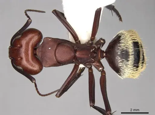 Camponotus detritus - CASENT0906888