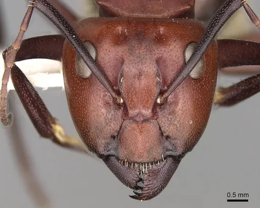 Camponotus detritus - CASENT0906888