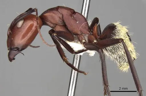 Camponotus detritus - CASENT0906888