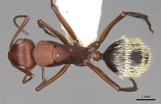 Camponotus detritus - CASENT0906889