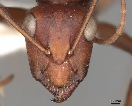 Camponotus detritus - CASENT0906889