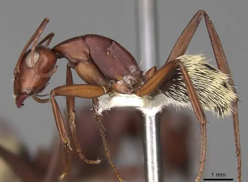 Camponotus detritus - CASENT0906889