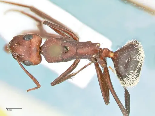 Camponotus detritus - FOCOL2466