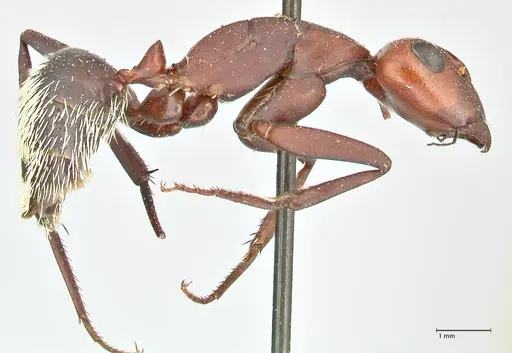 Camponotus detritus - FOCOL2466