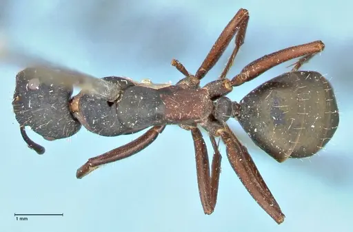 Camponotus dewitzii specimen