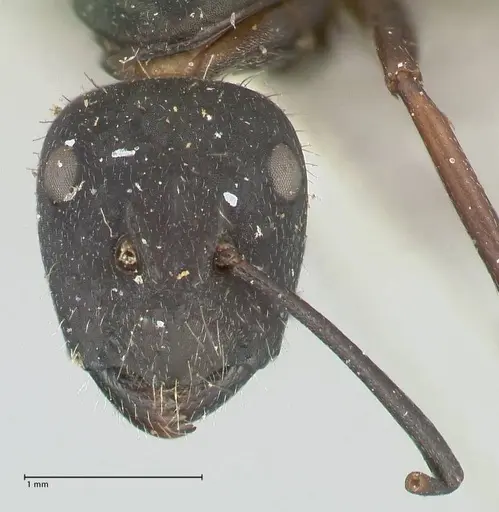 Camponotus dewitzii specimen