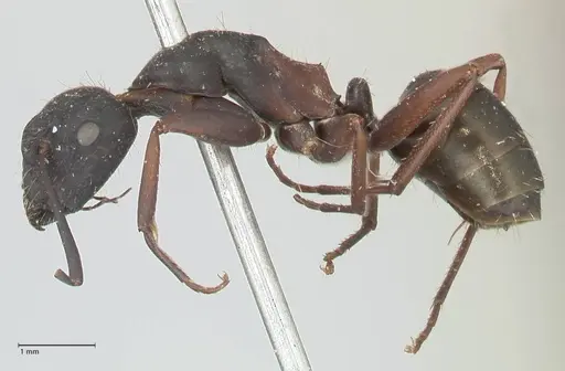 Camponotus dewitzii specimen