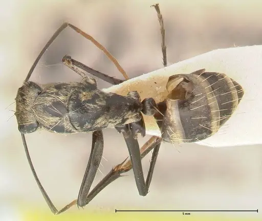 Camponotus difformis specimen