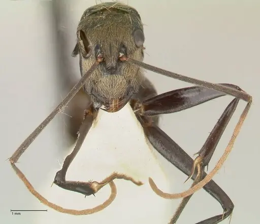 Camponotus difformis specimen