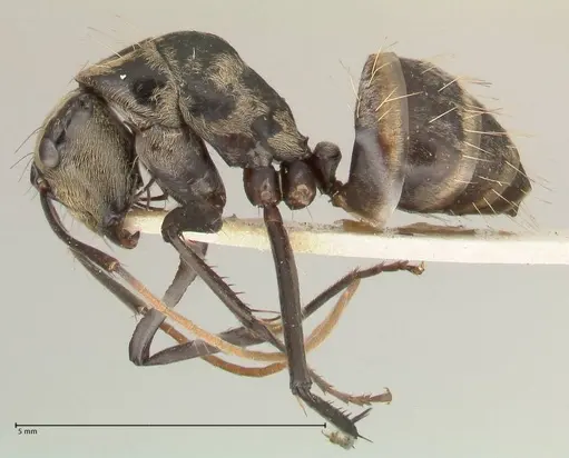 Camponotus difformis specimen