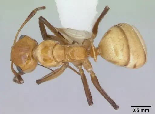 Camponotus dimorphus specimen