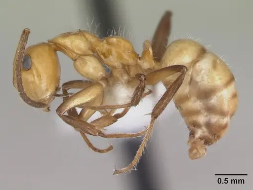 Camponotus dimorphus specimen