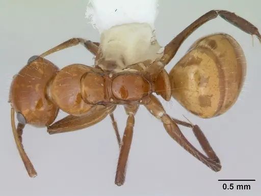 Camponotus dimorphus - CASENT0173413