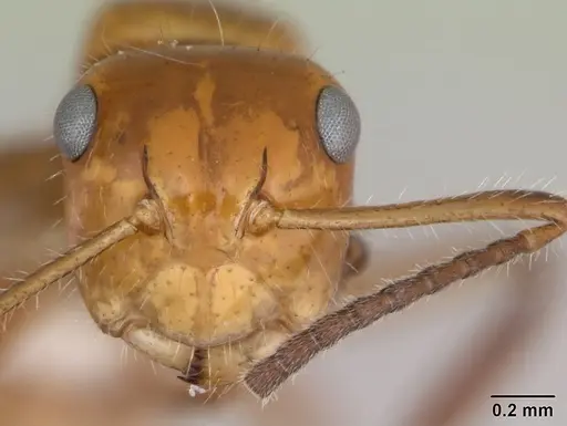 Camponotus dimorphus - CASENT0173413