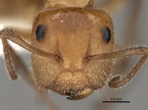 Camponotus dimorphus - CASENT0280123