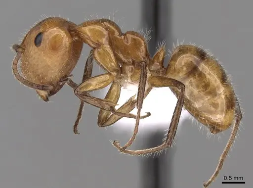 Camponotus dimorphus - CASENT0280123